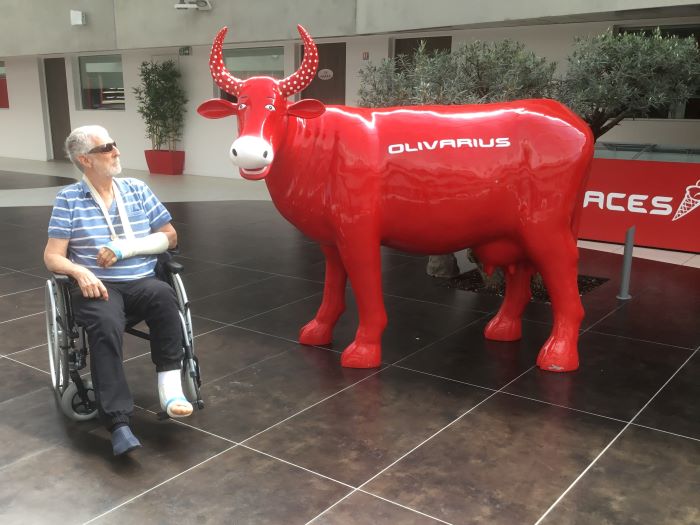 cow