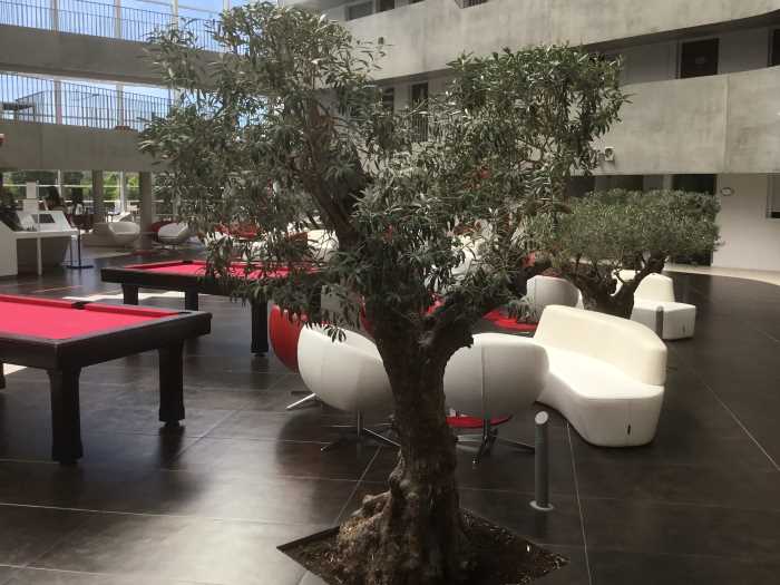 olive tree